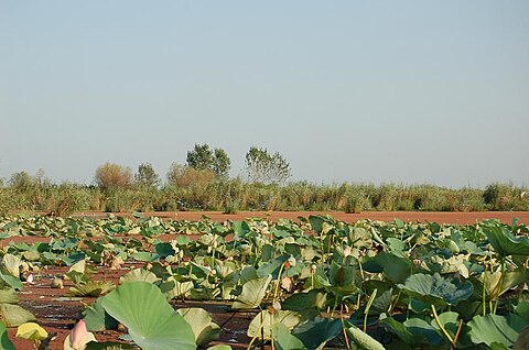 پیشنهاد یک شرکت دانش بنیان برای حل مشکل تالاب انزلی با سامانه نانو کلر