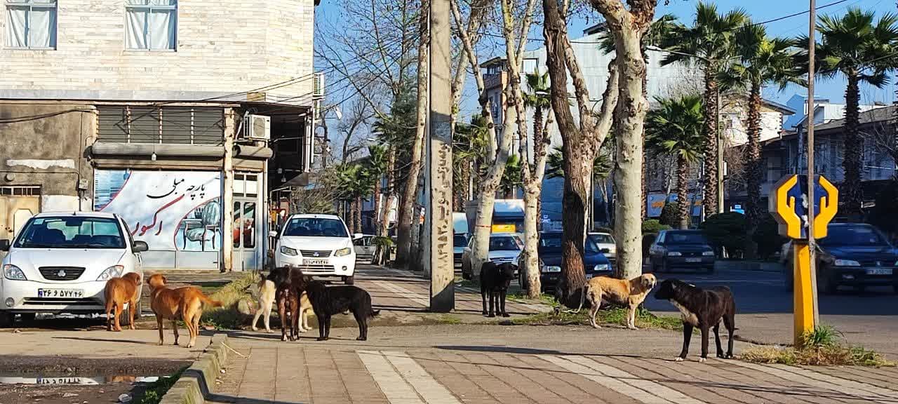 
	پرسه سگ های ولگرد جنب بوستان کشاورز رشت
