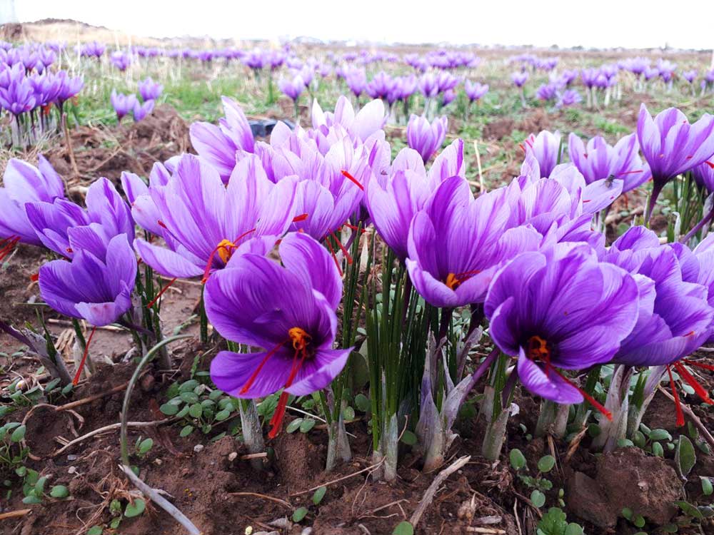   آغاز برداشت زعفران در مناطق کوهستانی گیلان