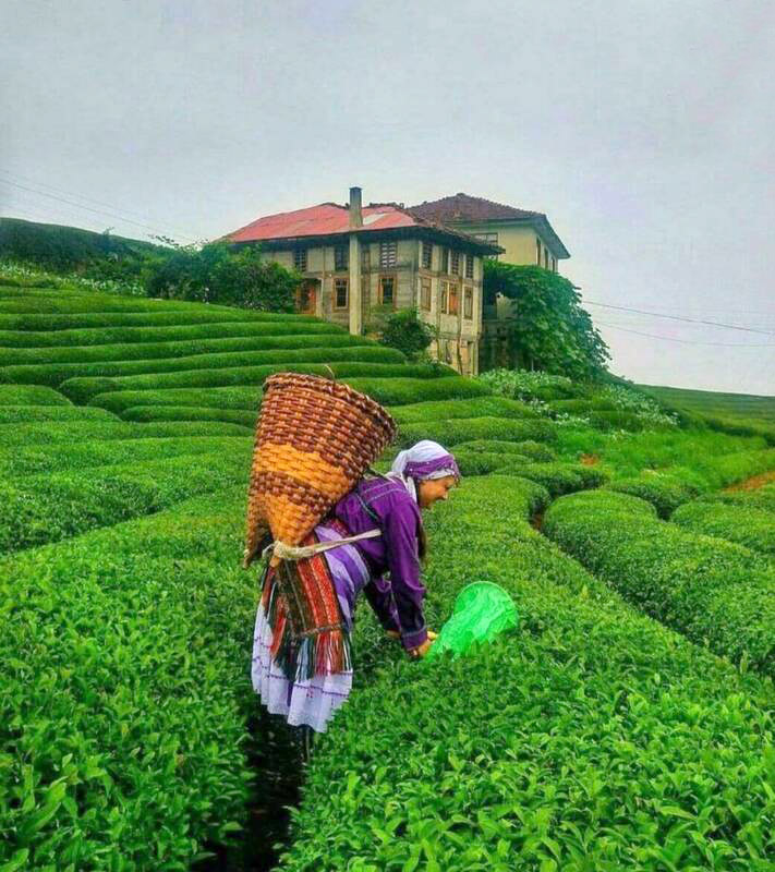مزارع سرسبز چای در لاهیجان