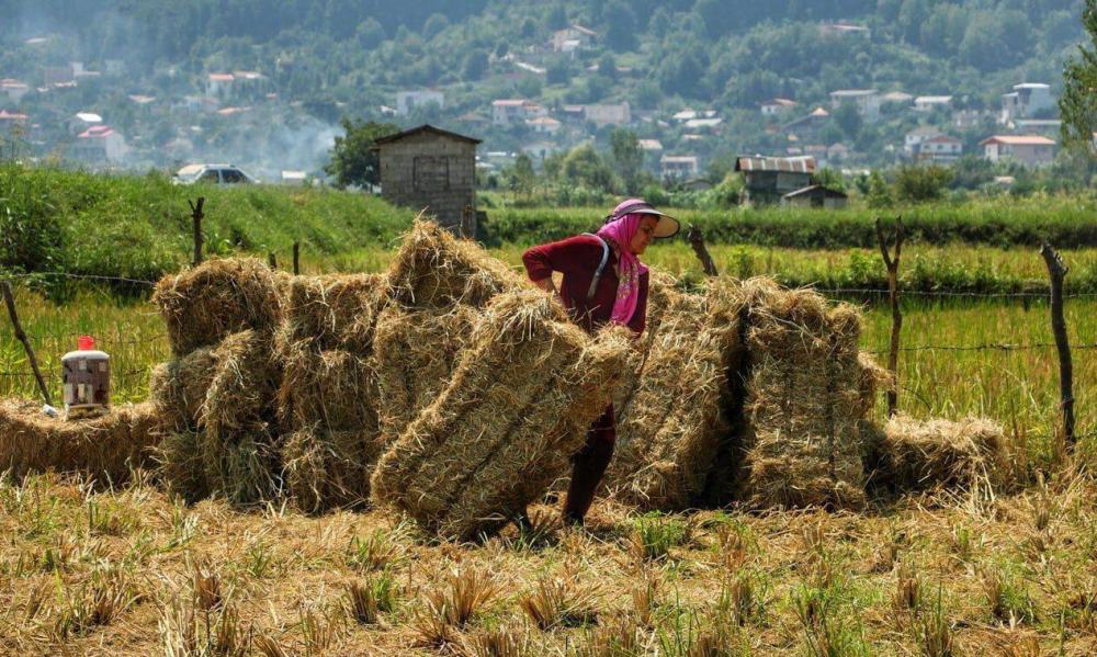 معاون وزیر جهاد کشاورزی: امسال محصول برنج قیمت گذاری دولتی نمی شود