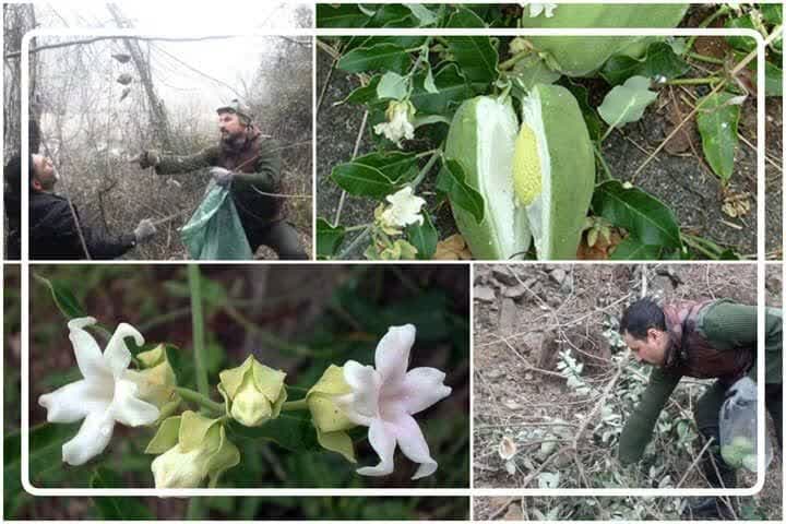  گیاه مهاجم «آروجیا» بلای جان جنگل های گیلان!