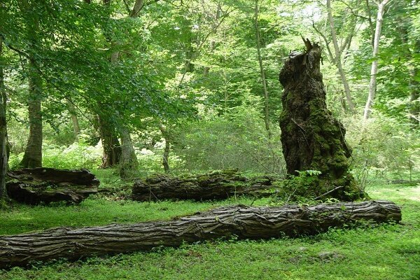 
	دادستان مرکز گیلان عنوان کرد

	اجرای طرح نظارت هوشمند در جنگل ها و مراتع گیلان
