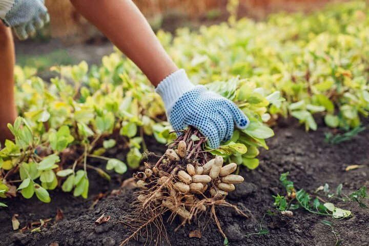 توزیع بیش از 210 تُن کود کشاورزی برای باغات بادام زمینی گیلان