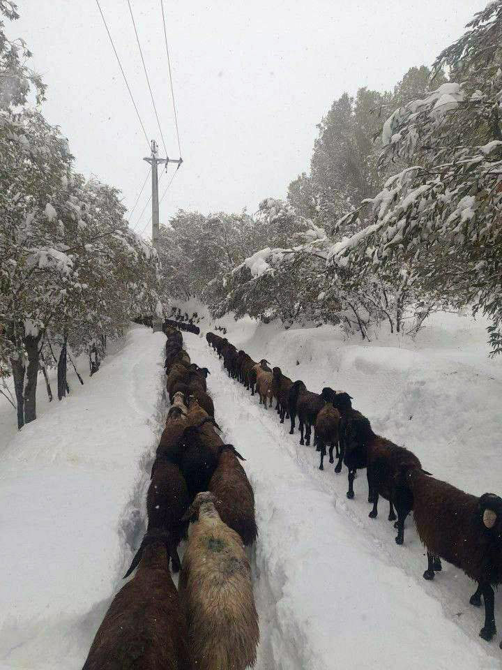 بارش برف در جاده های کوهستانی گیلان