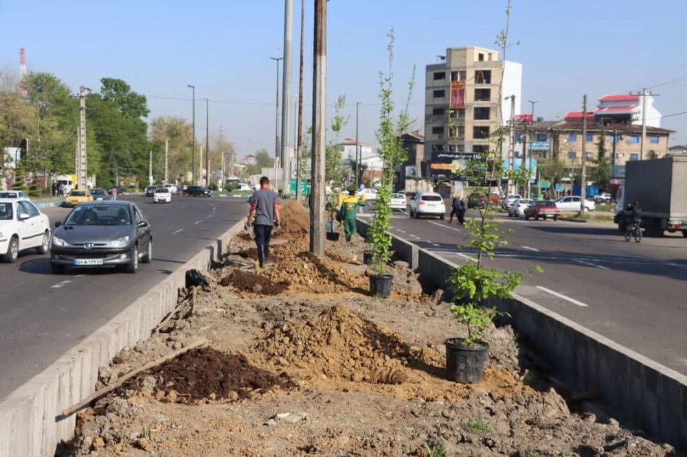  کاشت درختان بومی و اصیل هیرکانی در جاده تهران توسط شهرداری رشت