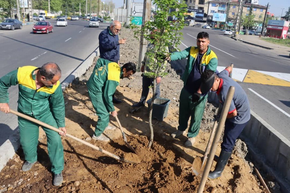  کاشت درختان بومی و اصیل هیرکانی در جاده تهران توسط شهرداری رشت