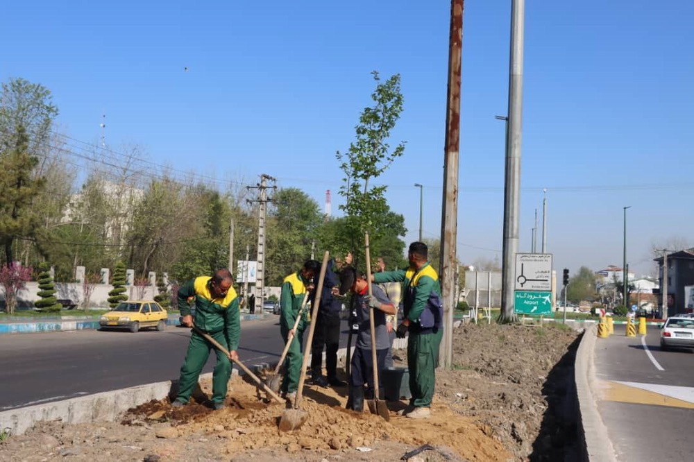  کاشت درختان بومی و اصیل هیرکانی در جاده تهران توسط شهرداری رشت